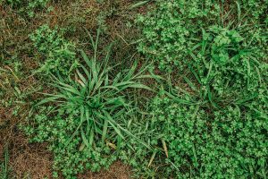 Learn How To: Identify Difficult Broadleaf Lawn Weeds - Quackgrass