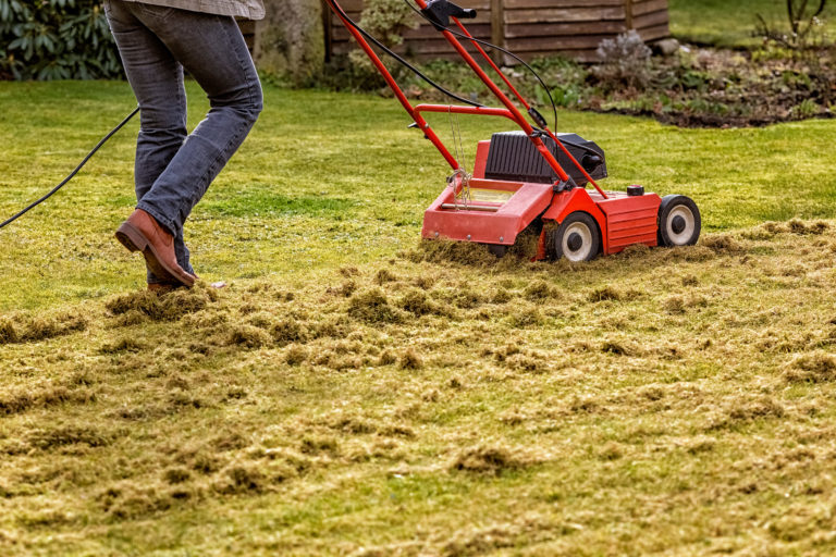 Man dethatching his lawn with a red mechanical dethatcher